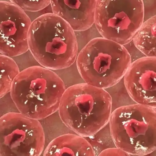 d model of human skin cell e 3-d-model-of-human-skin-cell-e1377609427776