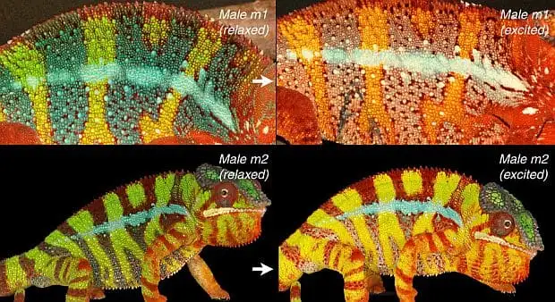 chameleon camouflaging within minutes chameleon_camouflaging_within_minutes