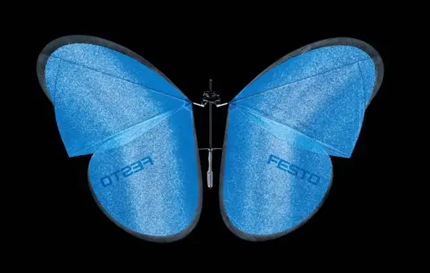 butterfly butterfly2-1427383128979