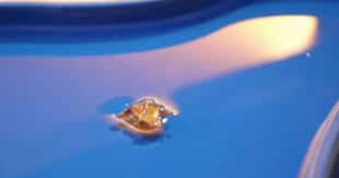 MIT s latest conquest Tiny origami robot - 62