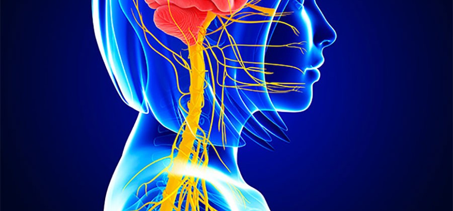 nervous system x