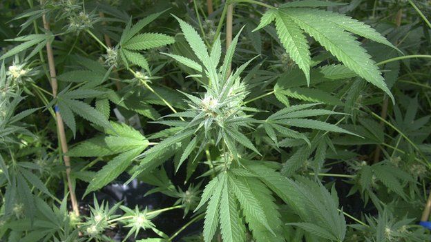 apps related to cannabis