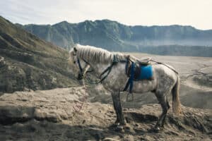 mountain horse