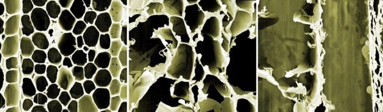 Wood-Nanogenerator.jpg